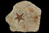 Ordovician Starfish (Petraster?) & Edrioasteroids - Morocco #94326-1